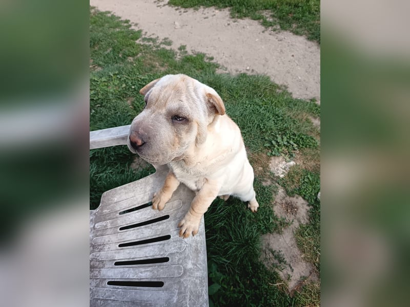 Shar-Pei Welpen sind geboren