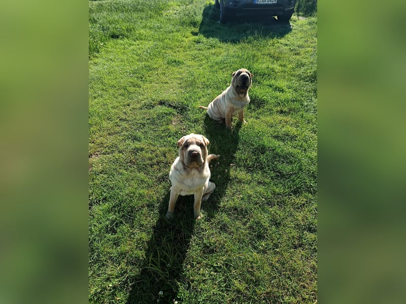 Shar-Pei Welpen sind geboren