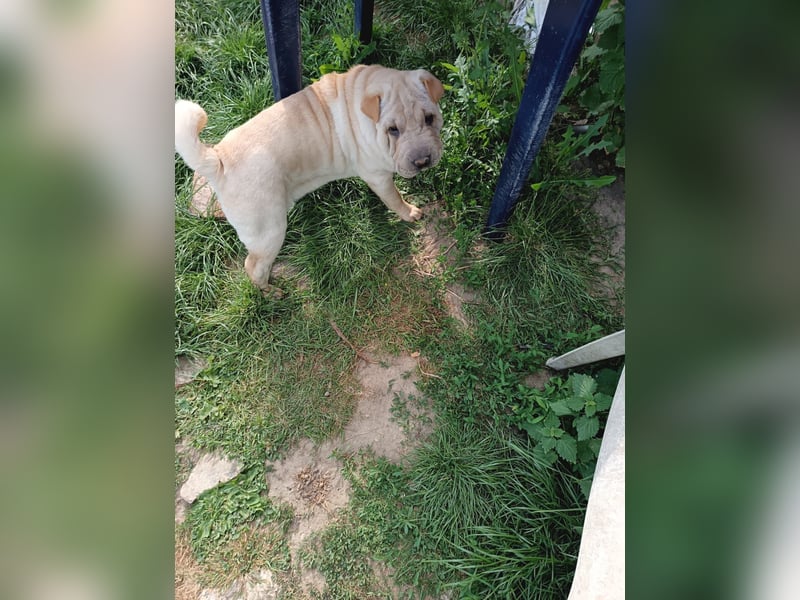 Shar-Pei Welpen sind geboren