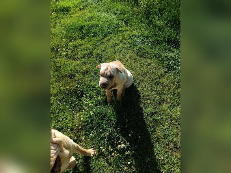 Shar-Pei Welpen sind geboren