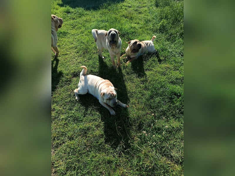 Shar-Pei Welpen sind geboren