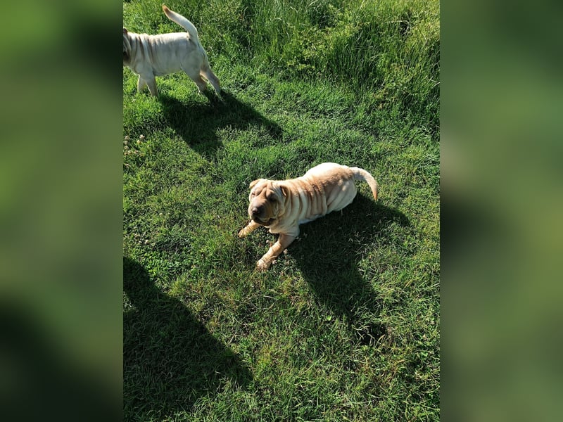 Shar-Pei Welpen sind geboren