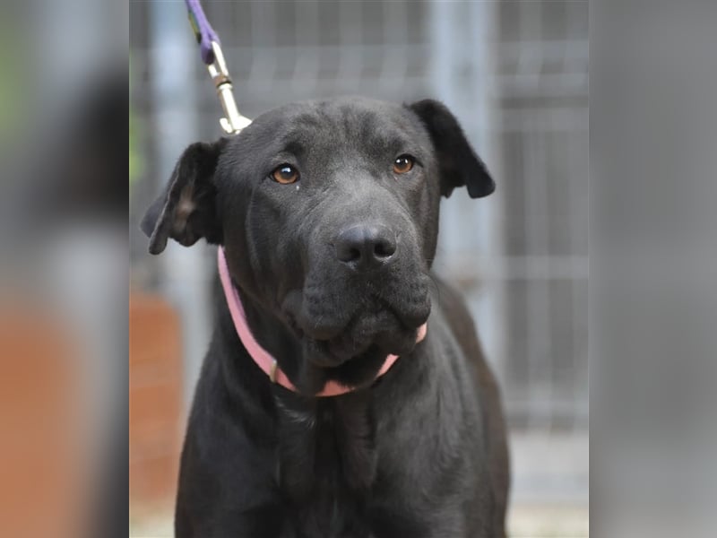 Liebe Sharpei-Labrador Mixhündin „Nori“, ca. 2022 geboren, sucht Freunde dieser Rasse