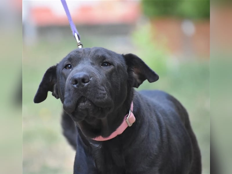 Liebe Sharpei-Labrador Mixhündin „Nori“, ca. 2022 geboren, sucht Freunde dieser Rasse