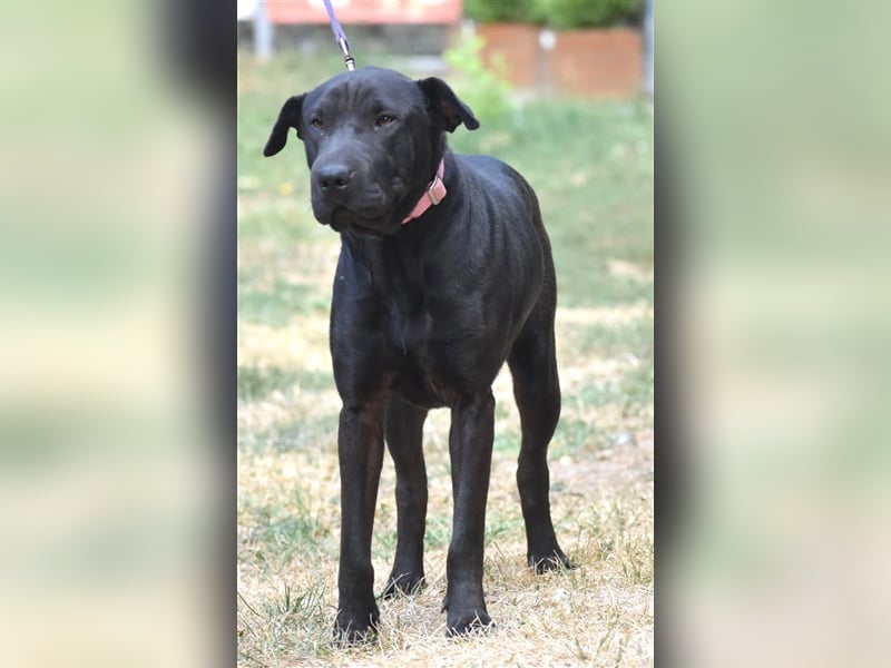 Liebe Sharpei-Labrador Mixhündin „Nori“, ca. 2022 geboren, sucht Freunde dieser Rasse