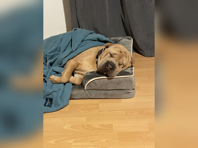 Shar Pei Hündin abzugeben. 2 1/2 Jahre alt