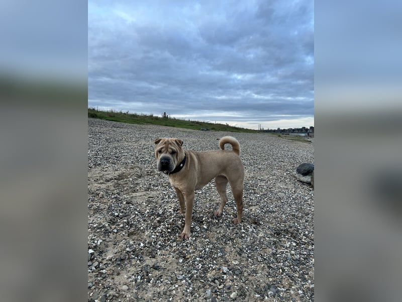 Shar Pei Hündin abzugeben. 2 1/2 Jahre alt