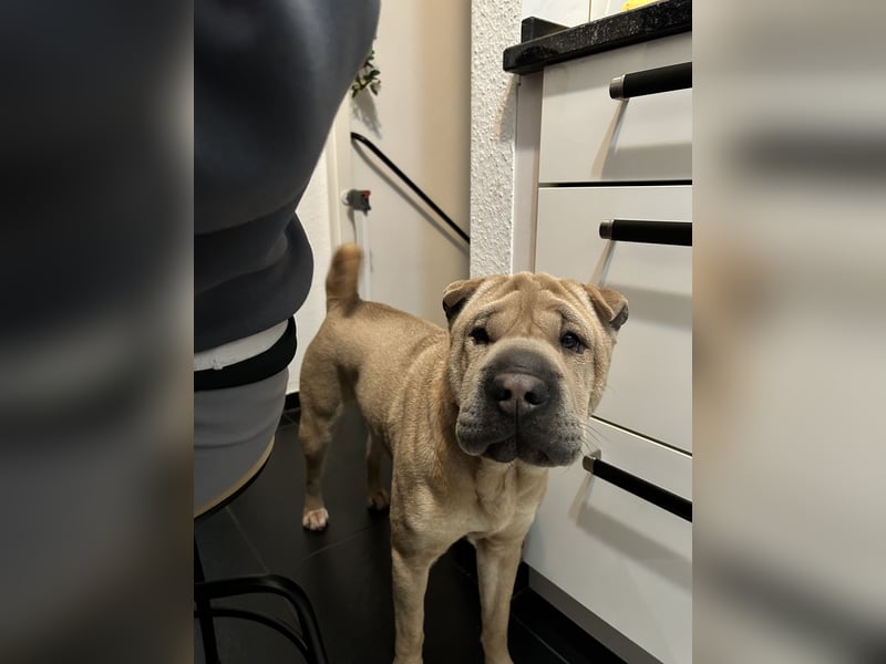 Shar Pei Hündin abzugeben. 2 1/2 Jahre alt