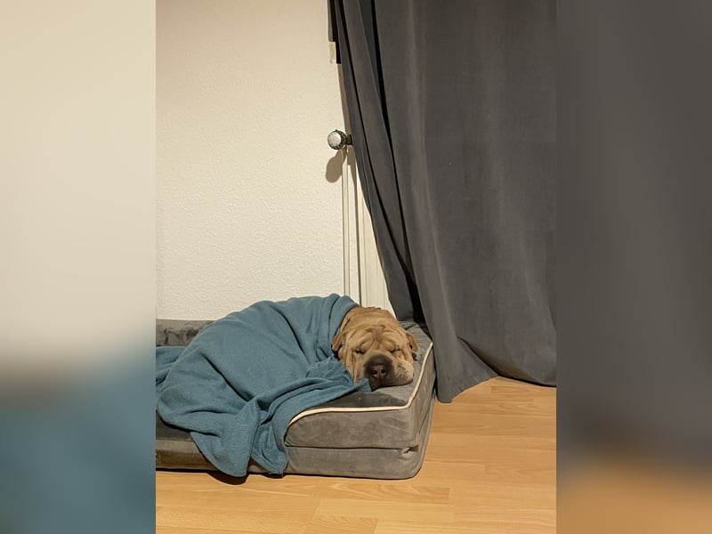Shar Pei Hündin abzugeben. 2 1/2 Jahre alt