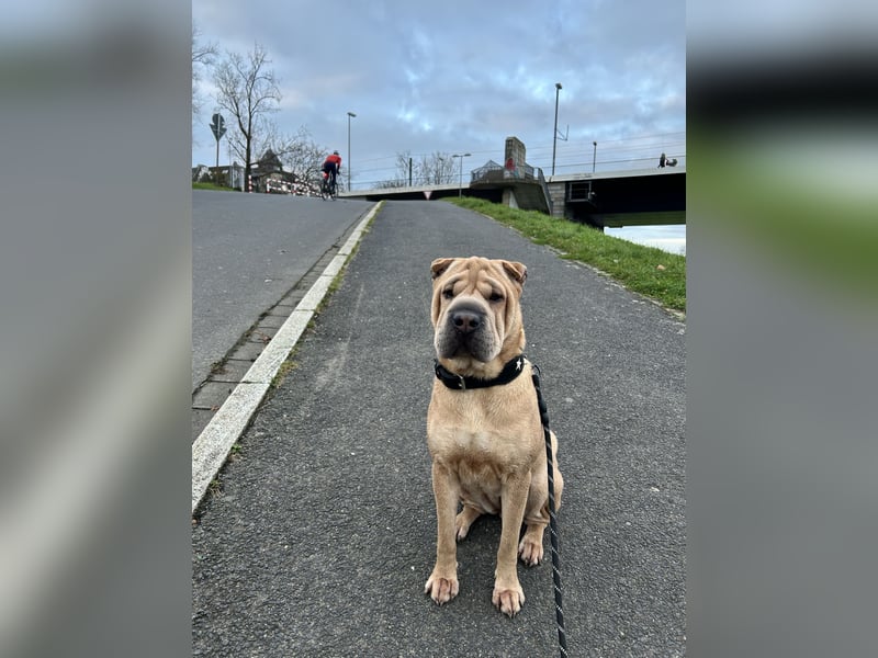 Shar Pei Hündin abzugeben. 2 1/2 Jahre alt