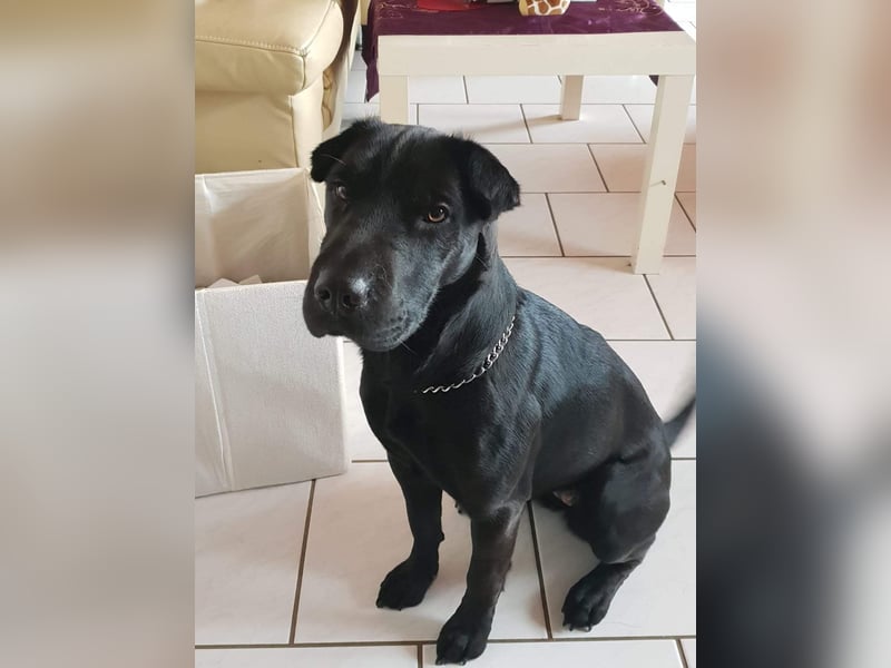 Shar-Pei Mix Hündin Roxy
