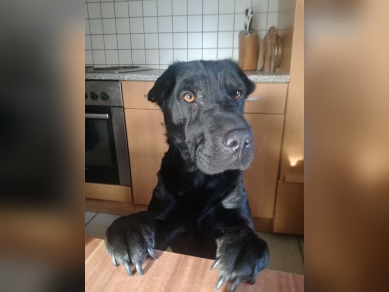 Shar-Pei Mix Hündin Roxy