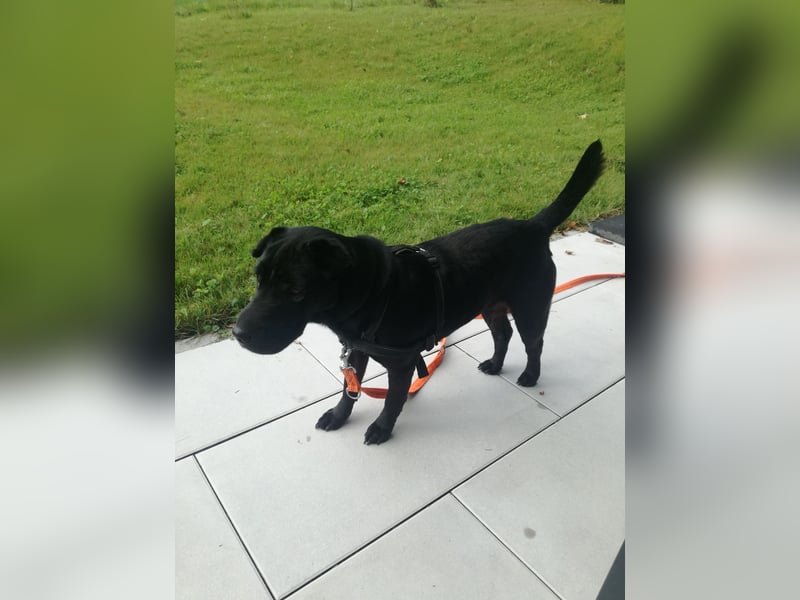 Shar-Pei Mix Hündin Roxy
