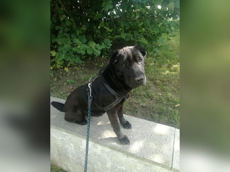 Shar-Pei Mix Hündin Roxy