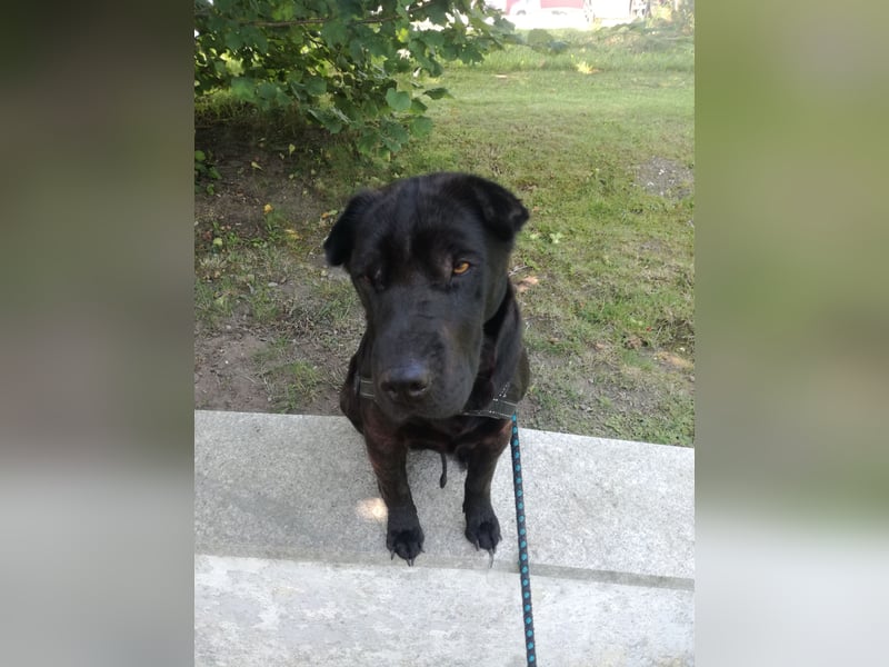Shar-Pei Mix Hündin Roxy