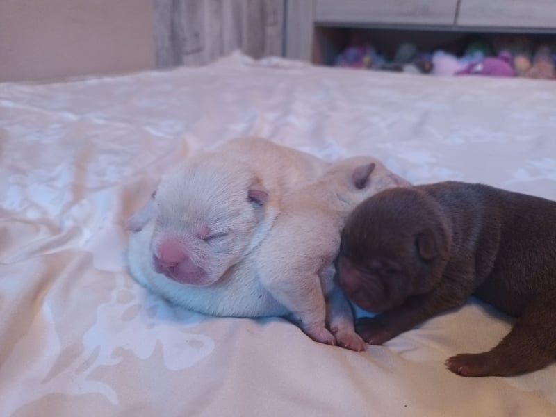 Shar Pei Welpen