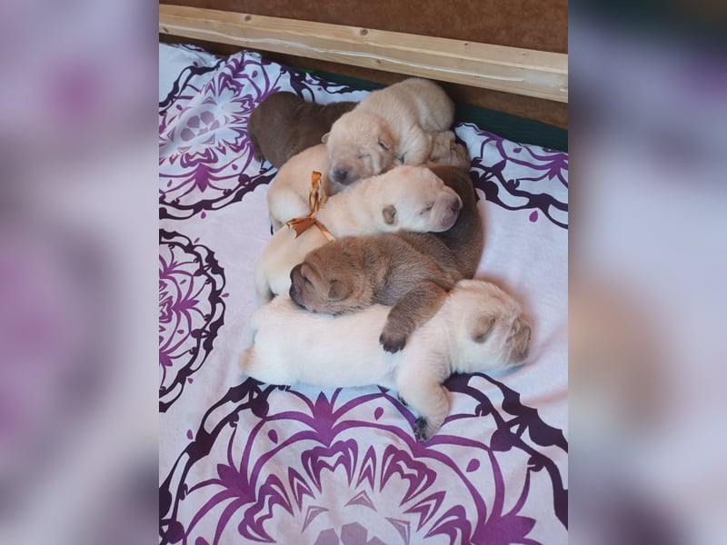 Shar Pei Hündin Welpe sucht ihre Menschenfamilie