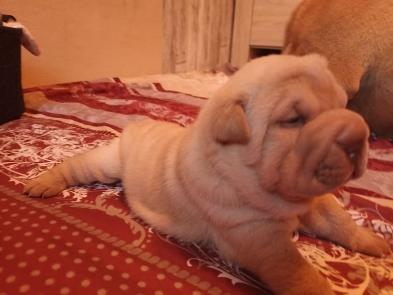 Shar Pei Hündin Welpe sucht ihre Menschenfamilie