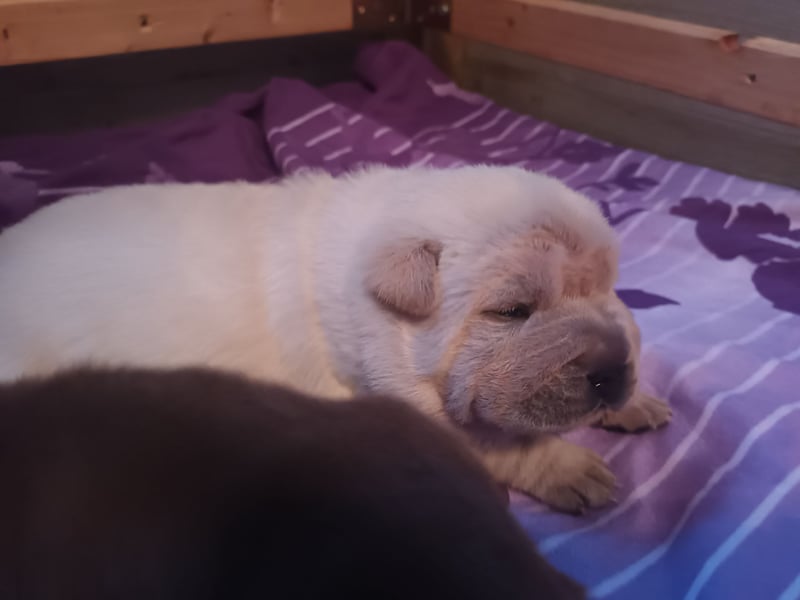 Shar Pei Hündin Welpe reinrassig sucht ihre Menschenfamilie