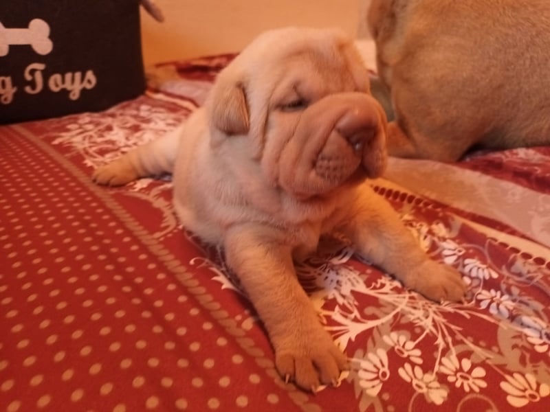 Shar Pei Hündin Welpe sucht ihre Menschenfamilie