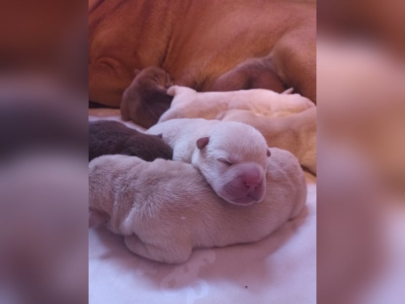 Shar Pei Welpen