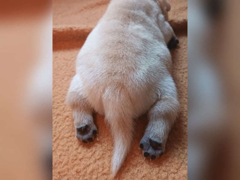 Shar Pei Hündin Welpe reinrassig sucht ihre Menschenfamilie