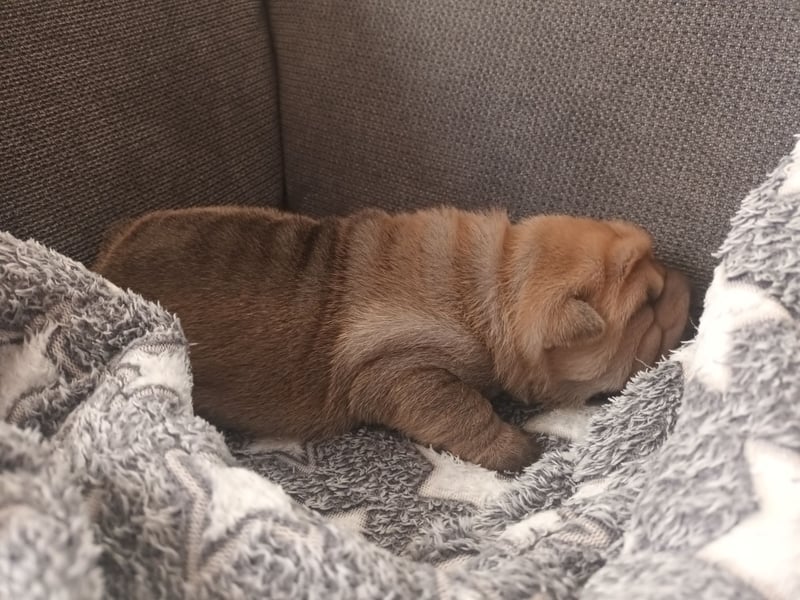 Shar Pei Welpen