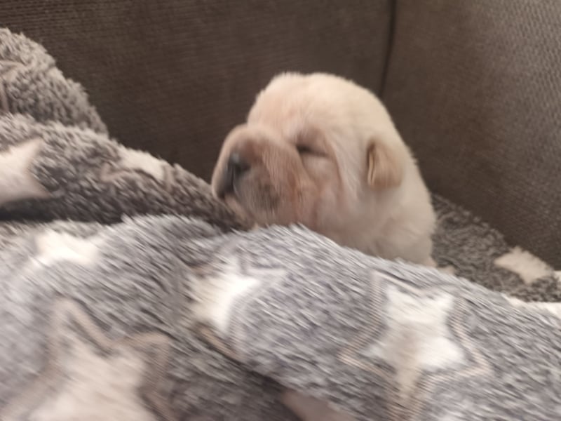Shar Pei Hündin Welpe reinrassig sucht ihre Menschenfamilie