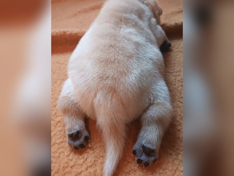 Shar Pei Welpen