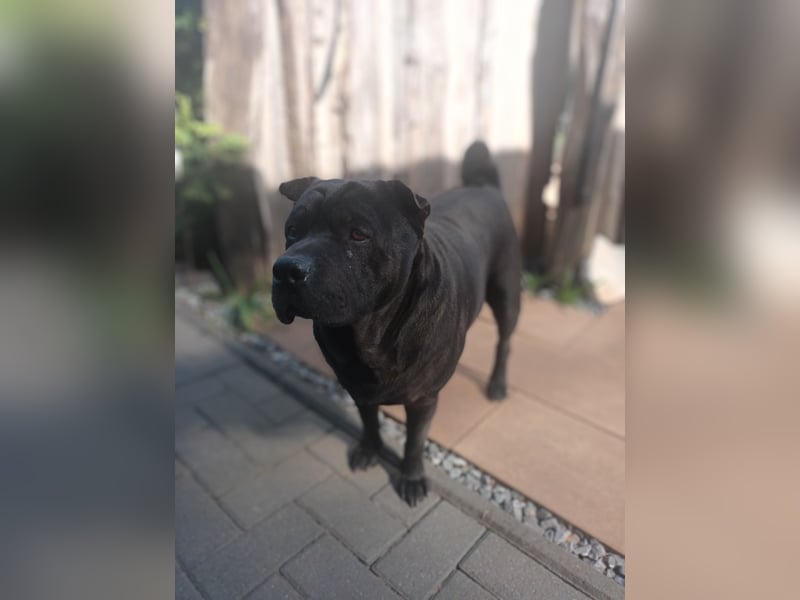 Shar Pei Hündin Welpe sucht ihre Menschenfamilie