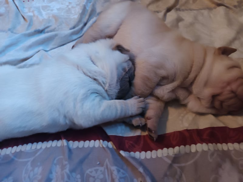 Shar Pei Hündin Welpe sucht ihre Menschenfamilie