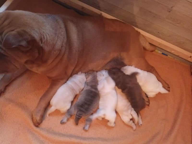 Shar Pei Hündin Welpe reinrassig sucht ihre Menschenfamilie