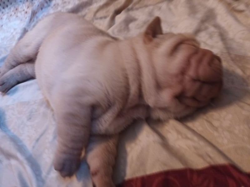 Shar Pei Hündin Welpe sucht ihre Menschenfamilie
