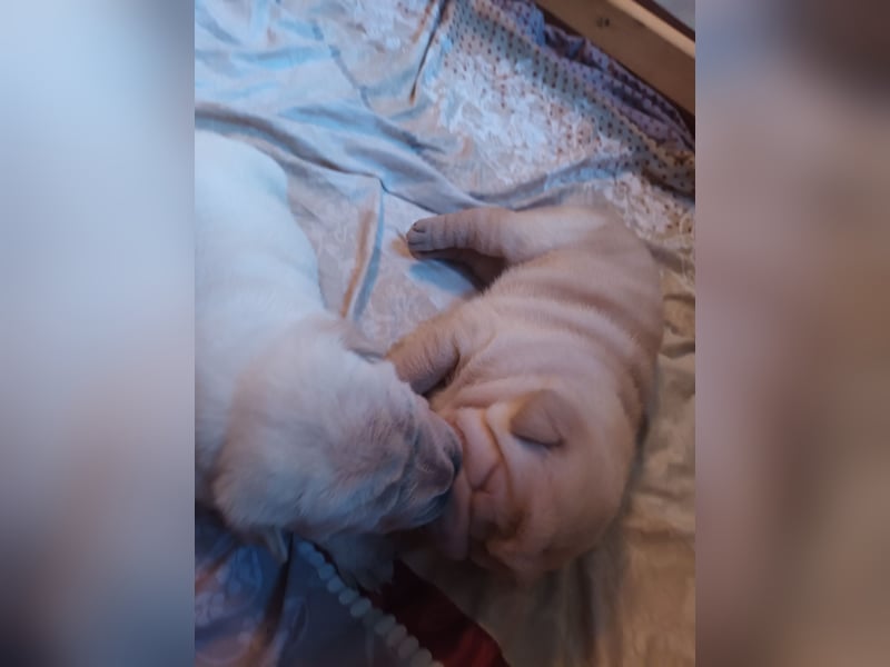 Shar Pei Hündin Welpe sucht ihre Menschenfamilie