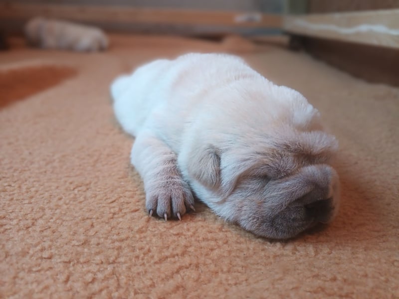 Shar Pei Hündin Welpe reinrassig sucht ihre Menschenfamilie