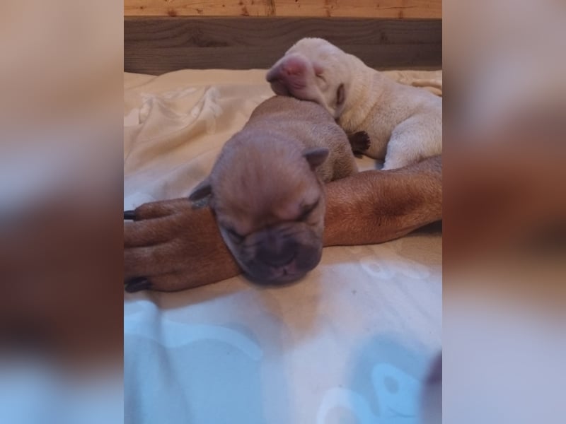 Shar Pei Welpen