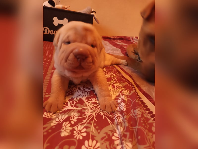 Shar Pei Hündin Welpe sucht ihre Menschenfamilie