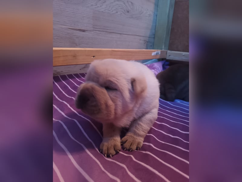 Shar Pei Hündin Welpe reinrassig sucht ihre Menschenfamilie