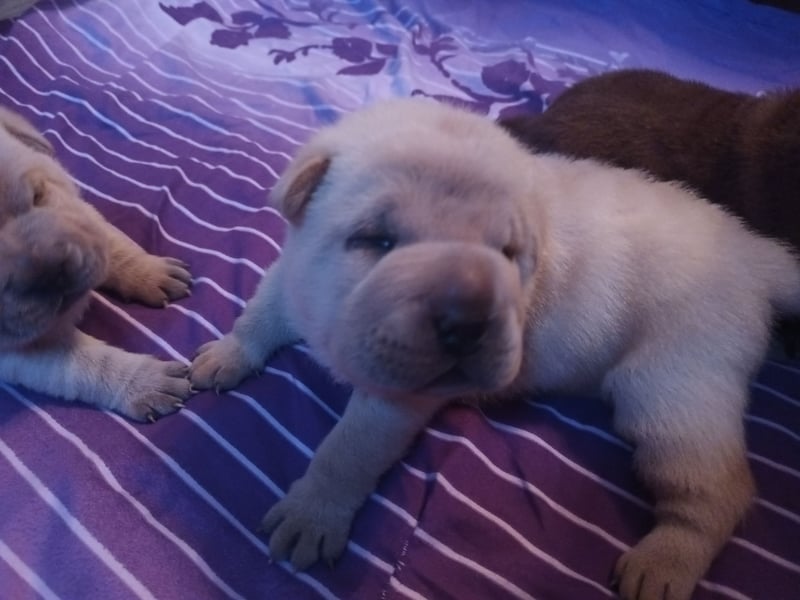 Shar Pei Hündin Welpe reinrassig sucht ihre Menschenfamilie
