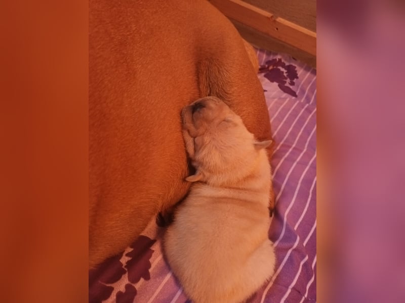 Shar Pei Hündin Welpe sucht ihre Menschenfamilie