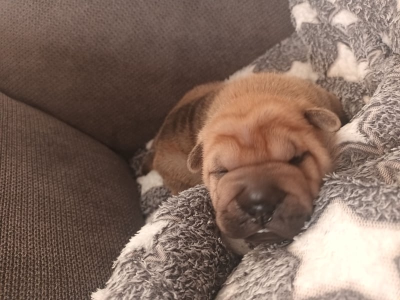 Shar Pei Welpen