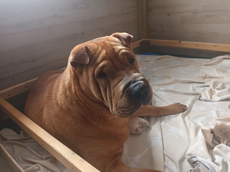 Shar Pei Hündin Welpe sucht ihre Menschenfamilie