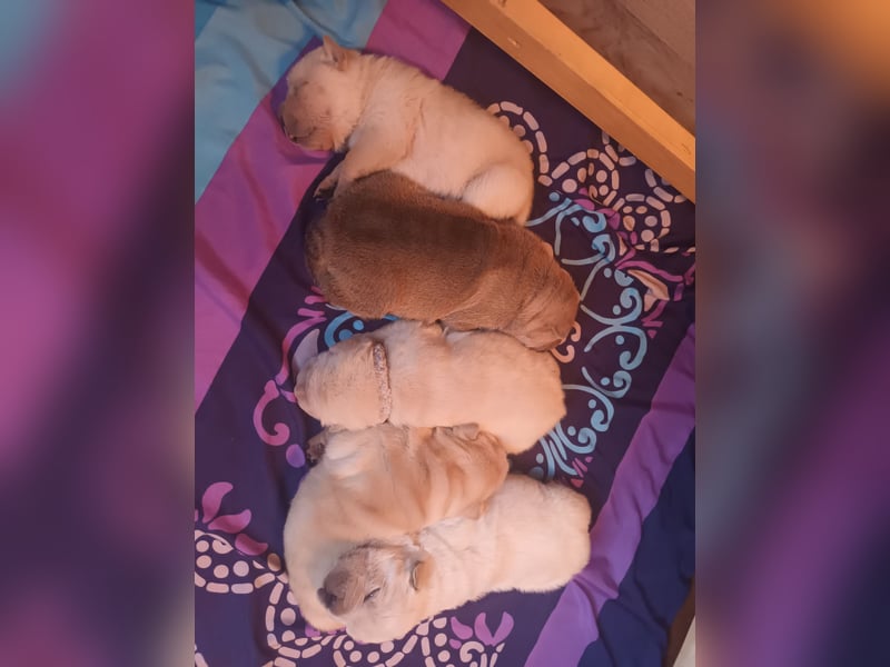 Shar Pei Hündin Welpe sucht ihre Menschenfamilie