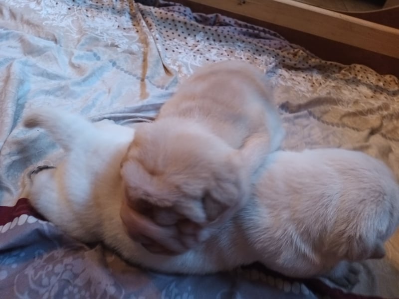Shar Pei Hündin Welpe sucht ihre Menschenfamilie