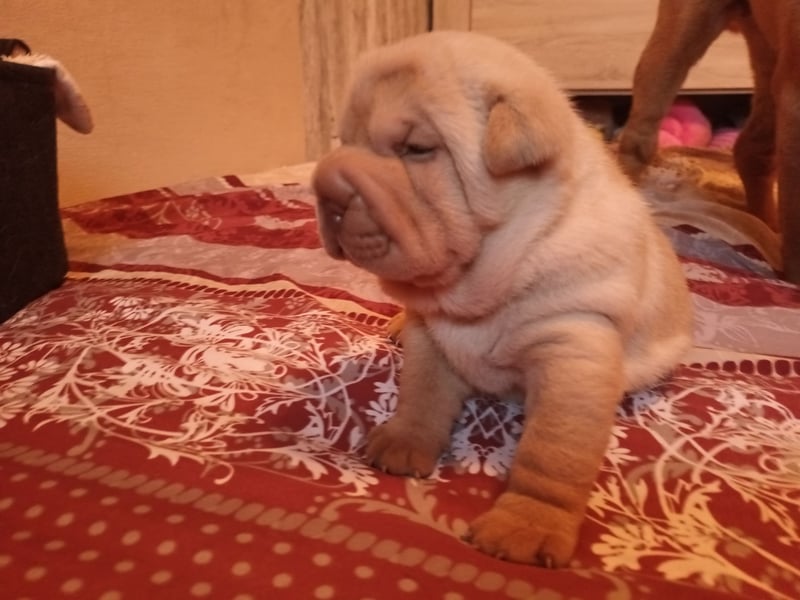 Shar Pei Hündin Welpe sucht ihre Menschenfamilie