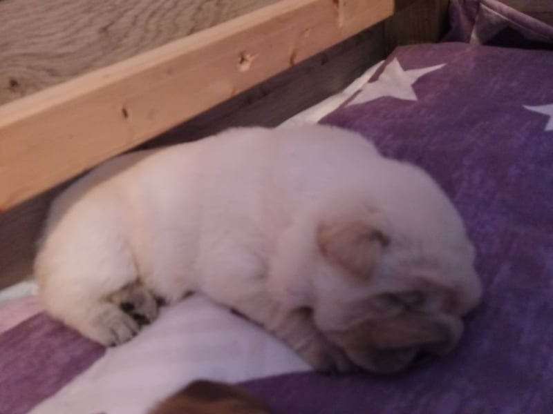 Shar Pei Hündin Welpe reinrassig sucht ihre Menschenfamilie