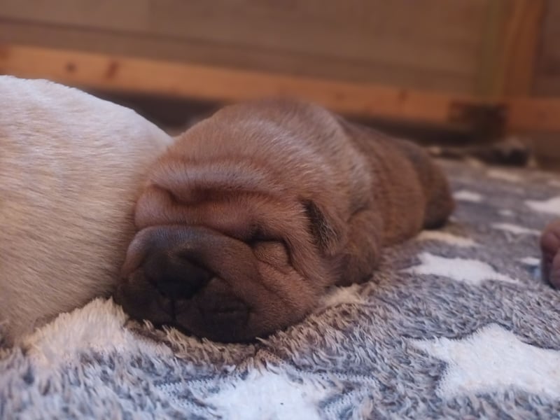 Shar Pei Welpen