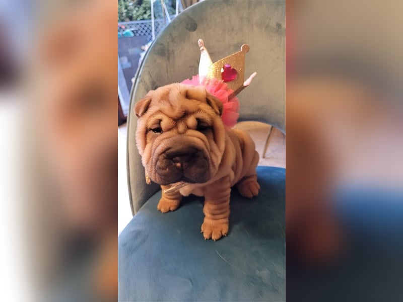 Shar pei (SHAR-PEI) FCI Welpen schwarz und rot