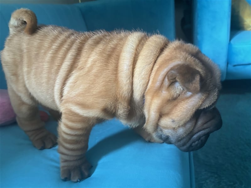 Shar pei (SHAR-PEI) FCI Welpen schwarz und rot