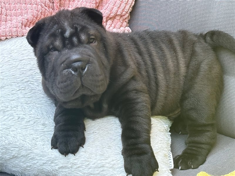 Shar pei (SHAR-PEI) FCI Welpen schwarz und rot